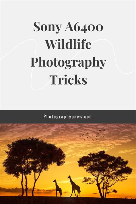 5 Sony A6400 Wildlife Photography Tips To Improve Your Photographs ...