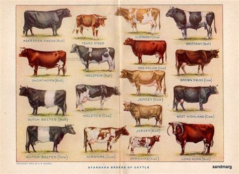 1912 Chart of Standard Breeds of Cattle Bevy of Bovine by sandmarg | Dairy cattle, Cattle, Cow print