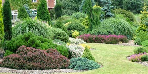 Ornamental Evergreen Shrubs