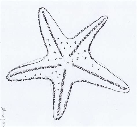 Starfish Outline - ClipArt Best