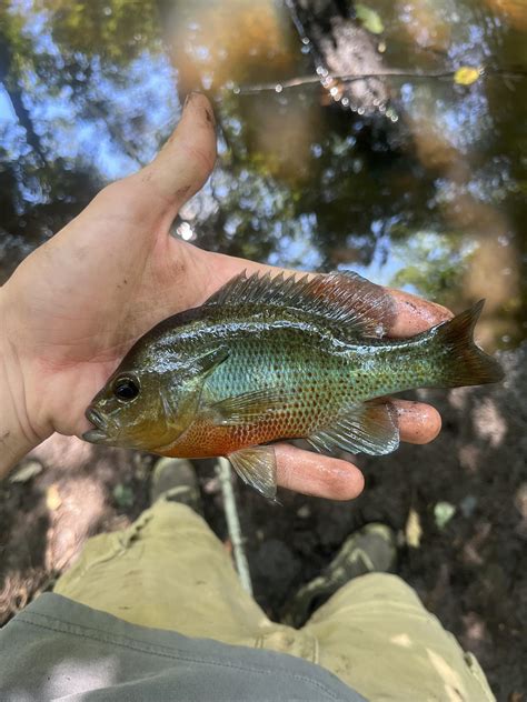 One of the prettiest freshwater fish IMO : r/Fishing