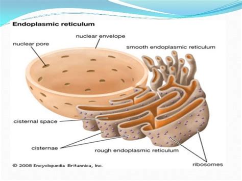 Endoplasmic Reticulum Related Keywords & Suggestions - Endoplasmic Reticulum Long Tail Keywords