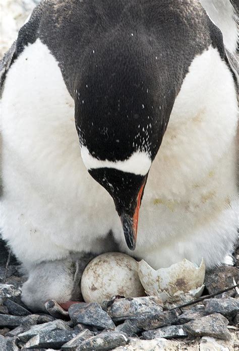 GENTOO BABY PENGUINS | Christopher Michel | Flickr