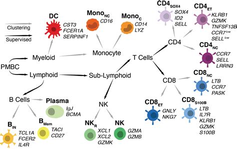 OneK1K Cell Types