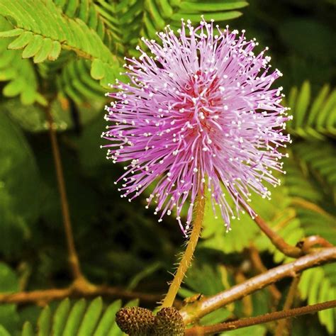 Sensitive Plant Seeds (touch-me-not) - Price €1.35