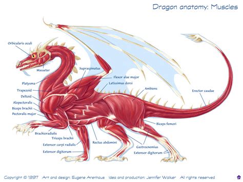 How to draw dragons: How to draw dragons
