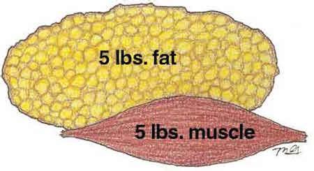 Does Muscle Weigh More Than Fat?