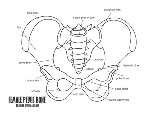Female Pelvic Bone Anatomy Dimensions