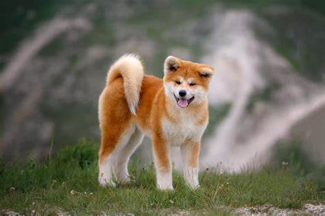 Unveiling the Uniqueness of Japanese Dog Breeds