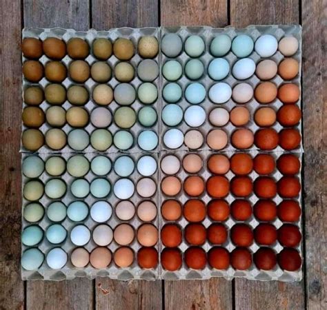 Chicken egg color spectrum – FlowingData