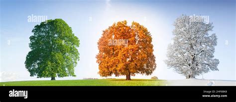 Three deciduous trees in different seasons Stock Photo - Alamy