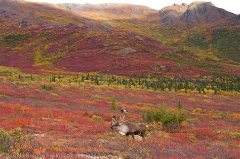 Caribou, Denali National Park | Photos by Ron Niebrugge