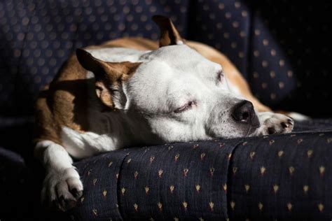 Dog Snoring: Is It Dangerous? | PetMaximalist