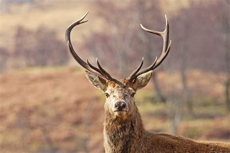 Red Deer Stag Portrait | Spotlight Images