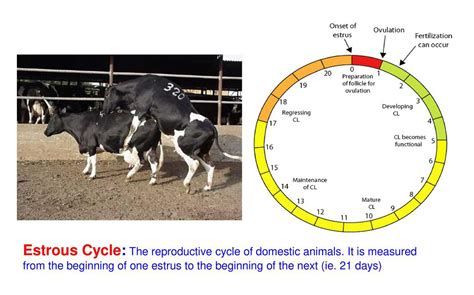 Estrus Cycle calendar in dairy Cows