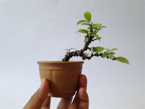 Mame Bonsai. Free Photo Download | FreeImages