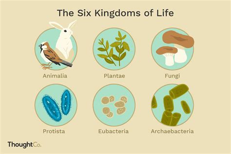 Kingdoms and Characteristics | Biology Quiz - Quizizz