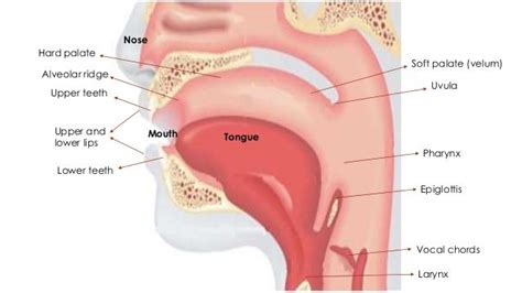 Sounds articulation process