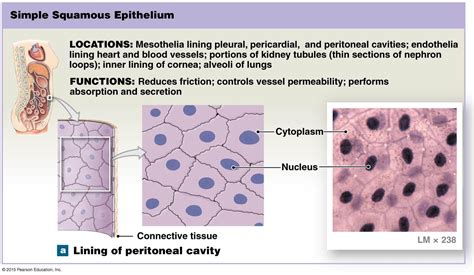 Simple Squamous Epithelium | Tissue biology, Medical school prep, Nursing school life