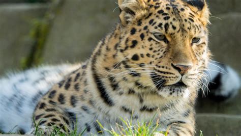 Amur leopard | HD wallpaper, 4K, 3840x2160, picture, photo, wildcat, wildlife, animal, zoo