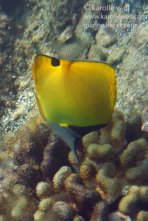 Butterflyfish, Family Chaetodontidae (lauhau in Hawai’ian)