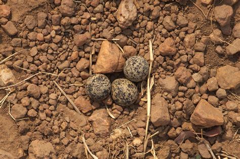 Aerial Crowned Plover Eggs | Project Nightjar | Flickr