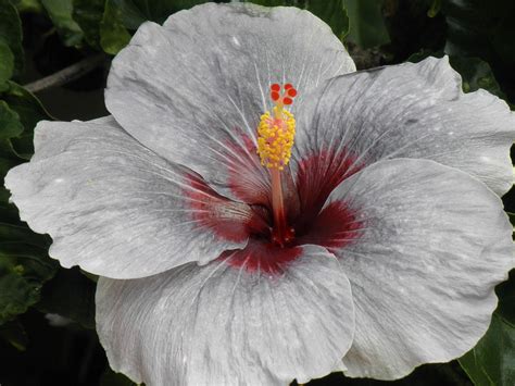 Hibiscus in Hawaii Grey Flowers, Hibiscus Flowers, Tropical Flowers ...