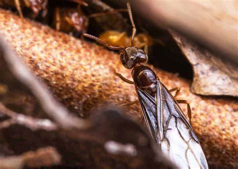 Do Flying Ants Bite? 6 Things to Know » The Buginator