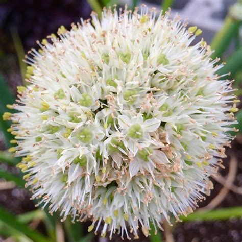 Potato Onion (Allium cepa var. aggregatum) - The Cultivariable Growing Guide