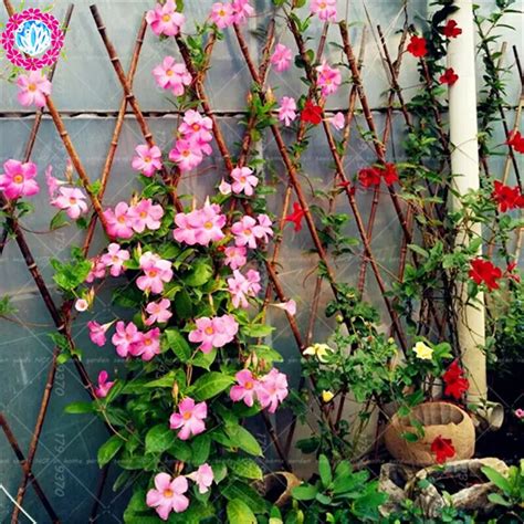 100pcs/bag Climbing Mandevilla Sanderi seeds,Dipladenia sanderi seeds ...