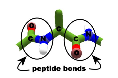 Peptide Bond | Foldit Wiki | Fandom