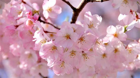 Japanese Cherry Blossom Festivals