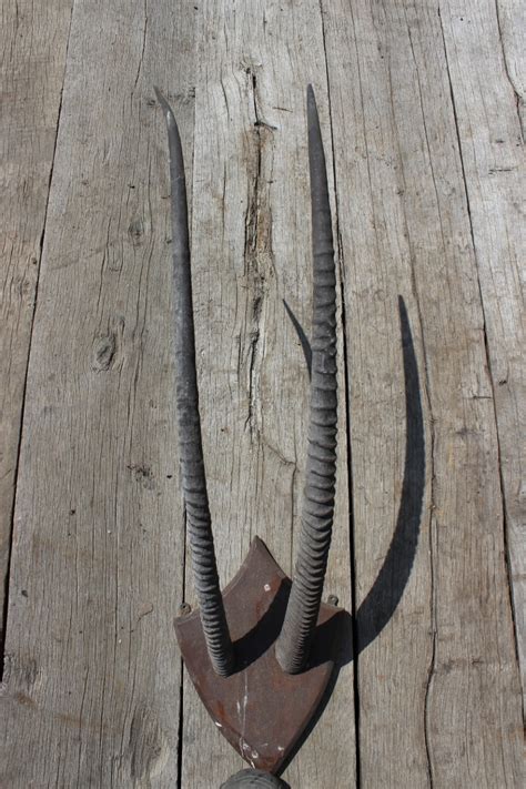 Mounted Antelope Horns