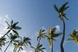 Free Stock photo of pandanus trees | Photoeverywhere