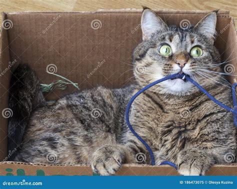 Beautiful Sweet Cat is Laying Inside Cardboard Box. Cat in Box is Looking at You with Fancy ...