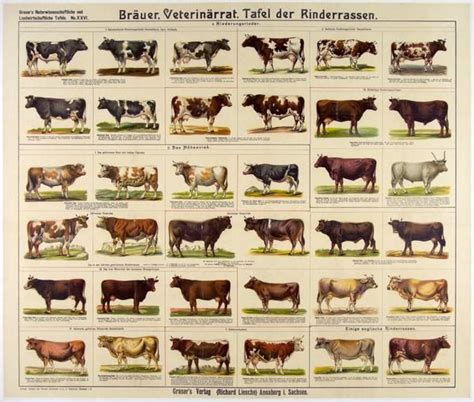 Description: board of cattle breeds | Cattle, Farm animals, Animals