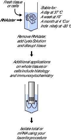 RNALATER | Merck Life Sciences Thailand