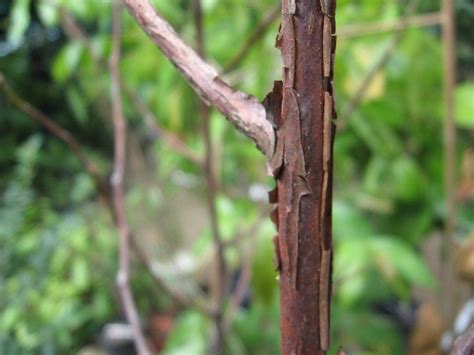 Eusideroxylon zwageri | Pokok belian (Borneo Ironwood). Fami… | Flickr