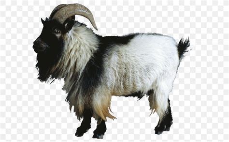 Sheep–goat Hybrid Sheep–goat Hybrid Cattle, PNG, 1276x791px, Goat, Cattle, Cow Goat Family ...