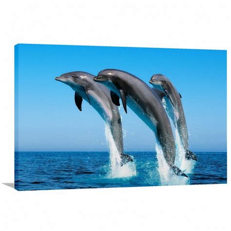 Quadro decorativo Lobos - Animais - Natureza - Tela em Tecid