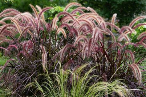 Winter Care For Fountain Grass [How-To Guide]