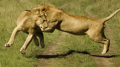 lions fighting | My HD Animals