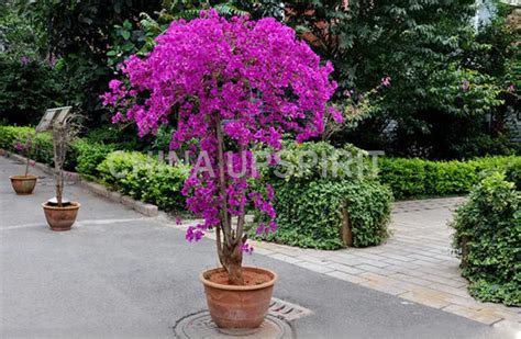 3 Pack 150Pcs Bougainvillea Bonsai Seeds - Pure Bonsai