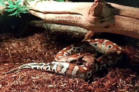 Blood Python Care sheet (Complete Setup & Guide) - ReptileHow.com