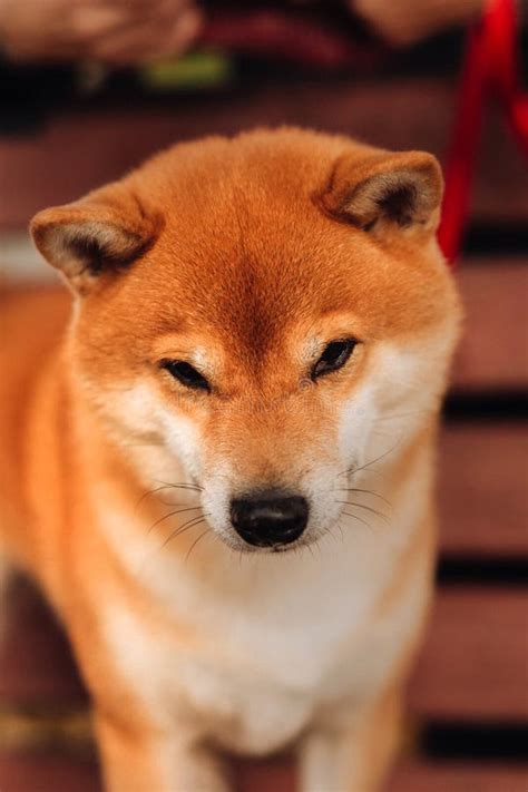 Beautiful Purebred Dog of the Siba Inu on the Bench Stock Image - Image ...