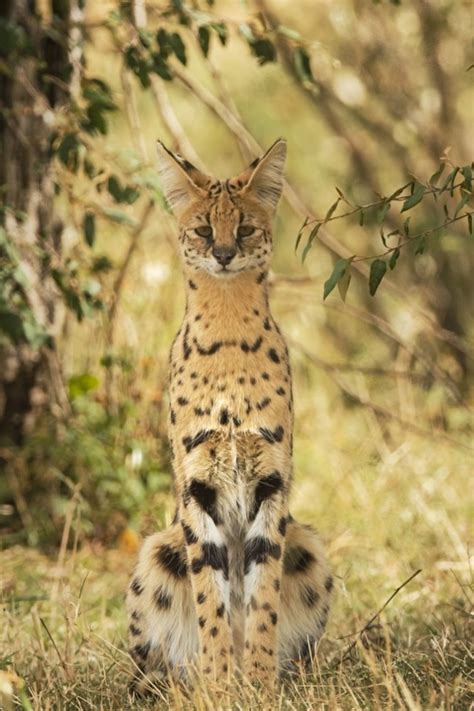 Serval | Animaux sauvages, Felin, Animaux