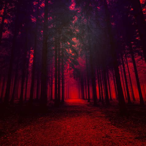 Forest Red Wallpapers - Wallpaper Cave