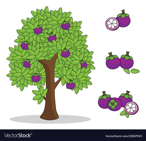 Mangosteen on tree with white background Vector Image