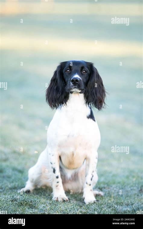 Springer spaniel portrait Stock Photo - Alamy