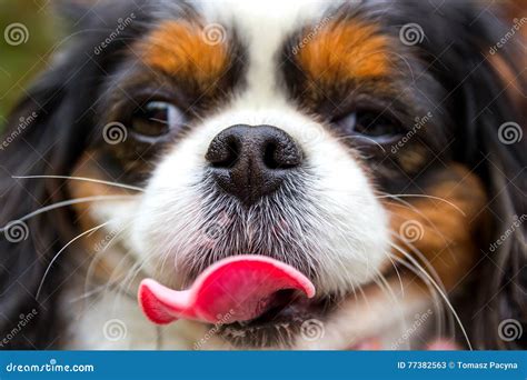 Funny Head of a Dog with Pink Tongue, Cavalier King Charles Spaniel Stock Image - Image of ...